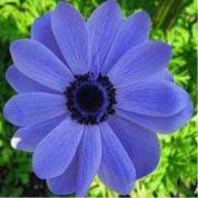 Gebece Mavi Anemon Çiçeği Yağı